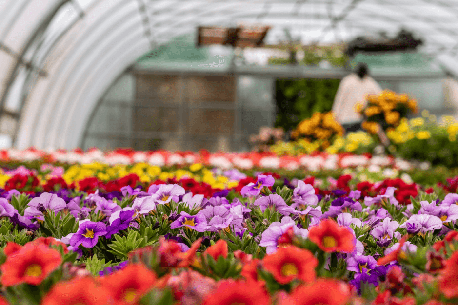Mercados de flores cerca de Metepec: un festival de colores y aromas